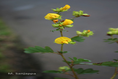 Smithia venkobarowii